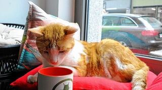 <p>Eine Katze schnuppert im Cafe "Katzentempel" in München an einer Tasse. Hier können die Gäste mit Katzen schmusen und dabei Kaffee trinken.</p>