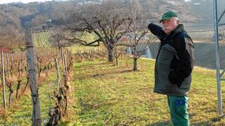 <p>"Das ist mein Wingert", sagt Winzer Peter Grüber. Und wenn es nach ihm geht, soll das auch so bleiben und der Weinberg nicht dem Tunnel zum Opfer fallen.</p>