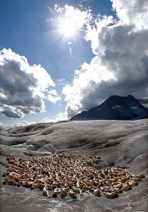 <p>Aktion für den Klimaschutz. 600 Nackte posieren für den US-Fotografen Spencer Tunick auf dem Aletschgletscher in der Schweiz.</p>