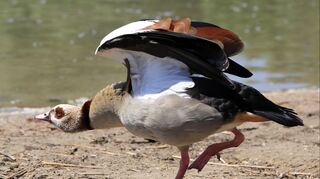 <p>Ganz schön aggressiv können die ägyptischen Wasservögel auftreten und andere Arten in die Flucht schlagen.</p>