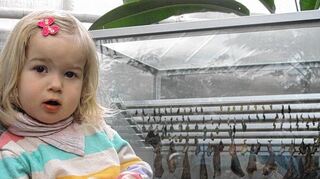 <p>"Schmetterlinge gehen": Das sagt die kleine Milla, wenn sie will, dass ihr Vater mit ihr das Schmetterlingshaus besucht. Sie ist die 7,5-millionste Besucherin.</p>