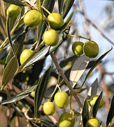 <p>Das Fest rund um die Olive lockt Tausende von Besuchern.</p>