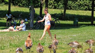 <p>Hinterlassen haufenweise Dreck und sind stramm auf dem Vormarsch: Nilgänse. Hier eine Truppe gestern Mittag am Rheinauer See.</p>