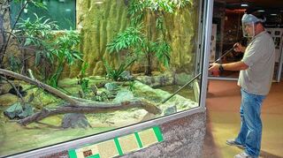 <p>Vorsichtig putzt Reptilium-Chef Uwe Wünstel das Terrarium der Speikobra (im Bild links). Sie hat ihn schon einmal erwischt.</p>