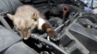 <p>Ein Blick unter die Motorhaube bringt Aufschluss darüber, was passiert ist. Der Martes Foina, besser bekannt als Steinmarder, hat Kabel und Schläuche zwischen die scharfen Reißzähne genommen</p>