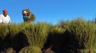 <p>Rooibos wächst im südafrikanischen Sommer als grüner Busch. Erst nach der Ernte verfärbt er sich rostrot.</p>