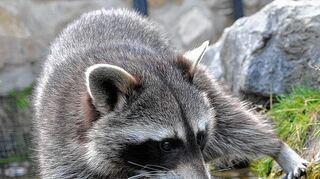 <p>Im Ried selten: Dieser Waschbär jagt in einem Wildgehege nach Fröschen und Käfern.</p>