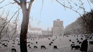 <p>Ein historisches Foto von dem Ort, an dem heute der Tunnel aus dem Branich tritt. Es zeigt die Schafswiese 1958. Rechts der legendäre Schäfer Walter, hinten die Gebäude der Firma Kling-Malz.</p>