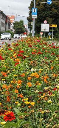 <p>Wild und bunt statt edel: Am Straßenrand in Heidelberg - hier an der Römerstraße - blühen unter anderem Ringelblumen und Tagetes.</p>