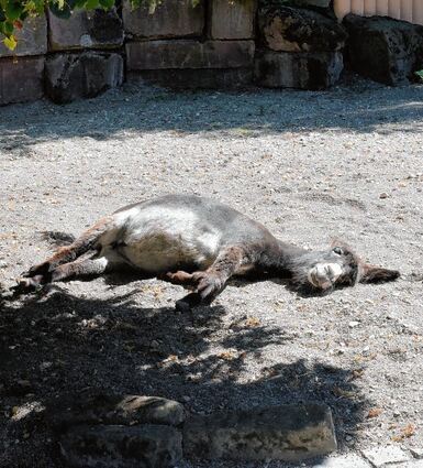 <p>Hitzewelle im September in Mannheim: Da war es auch diesem Esel im Herzogenriedpark zu heiß.</p>