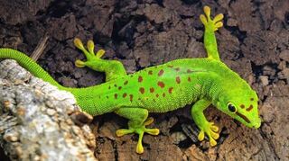 <p>Madagaskar-Taggeckos sind eigentlich Baumbewohner, entsprechend sollte das Terrarium ausgestattet sein. Auch eine Wärmelampe ist darin nötig.</p>