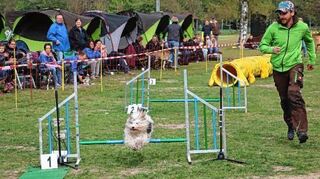 <p>Bei Agility muss auch das Herrchen gut zu Fuß sein, denn die Vierbeiner sind trotz der Hindernisse einfach nicht zu bremsen. Die Wertunsgrichter hatten beim Turnier genauso viel Spaß wie dieser Hund und dessen Frauchen (rechts).</p>
