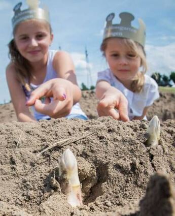 <p>Auch Kinder dürfen mal das Spargelstechen probieren.</p>