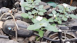 <p>mid Groß-Gerau - Bis aus solch einem Scheunenfund ein restauriertes BMW-Motorrad wird, braucht der stolze Besitzer diverse Ersatzteile. Hier ist Geduld gefragt. Die Aussteller und Händler bei der Veterama können teilweise Abhilfe schaffen.</p>