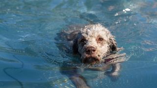 Hundebesitzer dürfen zum ersten Mal mit ihren Vierbeinern im Freibad Sandhofen schwimmen gehen.