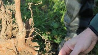 <p>Wurzwelwerk wird begutachtet.</p>