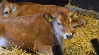 Echte „Pubertiere“: die Kälbchen Heidi und Klara.
