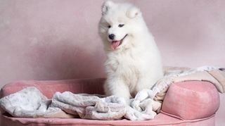 Auch wenn der Welpe so ausschaut: Ein Hund ist kein reines Kuscheltier, auch kein Statussymbol oder ein Spielpartner für Kinder. Wer sich für einen „vierpfotigen Partner“ entscheidet, muss dauerhaft Verantwortung übernehmen.