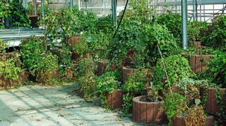 Die Efeuzucht von Pater Ingobert beherbergte einst rund 600 verschiedene Efeuarten. Deren Pflege hatte explizit im Pachtvertrag gestanden.