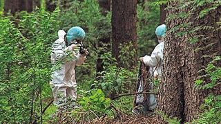 Mitarbeiter der Spurensicherung fotografieren im Mai 2012 im Sachsenwald bei Aumühle den Fundort einer Frauenleiche. Wenn eine Leiche in freier Natur gefunden wird, ist deren Identifizierung besonders schwer.