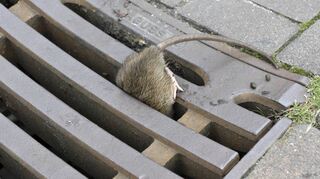 Schwupps – mit Anlauf springt die Ratte in den Kanaldeckel und bleibt mit ihrem dicken Hinterteil stecken. Immer öfter werden die Plagegeister gesichtet.