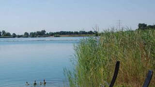 Auch Nilgänse fühlen sich am Kärchersee wohl.