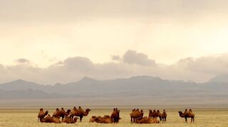 Kamele beobachten – zum Beispiel bei einer Wanderung durch die Mongolei. Mister Trip vermittelt auch Rundreisen in die entlegenen Orte Asiens.