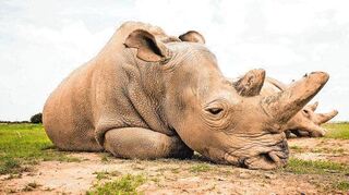 Najin, eine der zwei letzten weiblichen nördlichen Breitmaulnashörner, auch bekannt als Weiße Nashörner, liegt im Naturschutzgebiet Ol Pejeta im Laipkipia County auf dem Boden und döst.