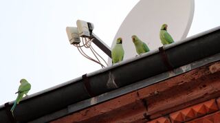 Viele Menschen sind über den Anblick der Vögel erfreut, weniger über ihre Hinterlassenschaften: Halsbandsittiche auf einem Dach in Heidelberg.