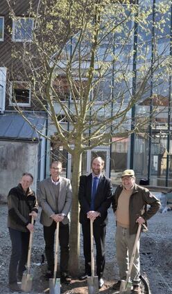 Gerhard Grimm (v.l), Michael Kessler, Michael Düpmann und Andreas Huben vor dem neuen Zürgelbaum.