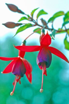 <p>Fuchsien sind besonders empfindlich. Jetzt ist der richtige Zeitpunkt, um zu pflanzen.</p>