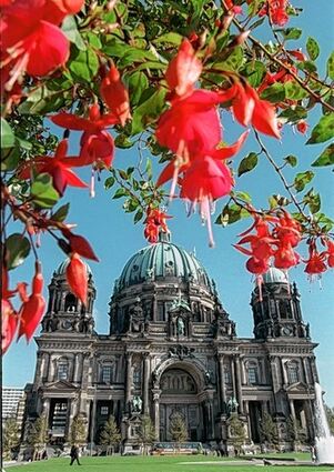 <p>Fuchsien in voller Blüte vor der Kuppel des Berliner Doms.</p>