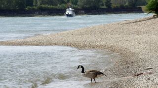 Aus Sicherheitsgründen ist es nicht erlaubt, am Strandbad im Rhein zu schwimmen. Gegen das Verbot klagt der frühere SPD-Stadtrat und ehemalige Vizepräsident des baden-württembergischen Verwaltungsgerichtshofs, Jörg Schmidt. Entscheiden wird das Verwaltungsgericht Karlsruhe, wo Schmidts Klage anhängig ist.