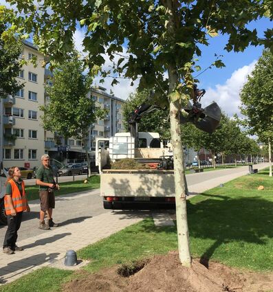 Soll sich wieder fest verwurzeln: Angelika Schlegel und Georg Behr beim Aufrichten einer vom Wind schief gedrückten Platane an der Einmündung der Gluckstraße in die Augustaanlage.