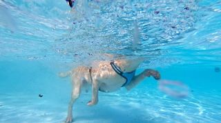 Viel Beinfreiheit im Becken: Der zweijährige Labrador-Rüde Sam tobt sich beim Hundeschwimmen in Sandhofen aus.