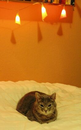 <p>Kater Micky leistet den Couchsurfern, die Sabine Inzinger beherbergt, Gesellschaft. Auf die Idee, Fremden ein Bett anzubieten, kam die Viernheimerin vor ein paar Jahren - durch ihre Tochter, die begeistert aus Australien zurückkehrte.</p>