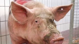 Waldhof-Schwein Lotta ging es wenige Tage nach dem Vorfall wieder gut.