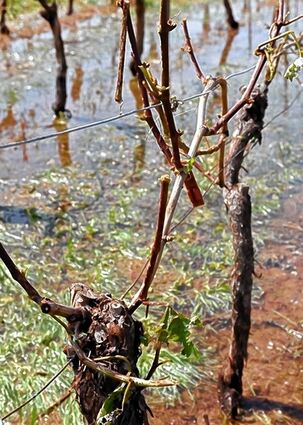 <p>Ein Unwetter zerstörte 2011 die Ernte von Günter Geißert.</p>
