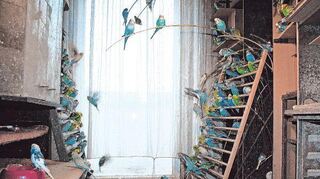 Fast 2000 Wellensittiche in einer Berliner Wohnung – ein Fall von Tiersammelsucht. Den Menschen selbst sind die katastrophalen Zustände oft nicht einmal bewusst.
