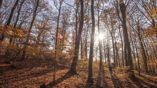 Hessens Wälder leiden unter anhaltender Trockenheit und dem Schädlingsbefall. Die Entwicklung soll sich auch 2020 fortsetzen.