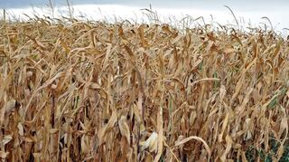 Die beiden vergangenen Sommer waren heiß und viel zu trocken. Das zeigte sich auch in der Mannheimer Landwirtschaft. Hier im Bild: ein vertrocknetes Maisfeld auf der Blumenau im September 2018.