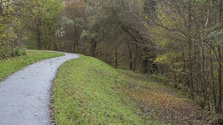 Der Rheindamm: Nur sechs Prozent der Mannheimer halten das Fällen von Bäumen im Zuge der Deichsanierung für notwendig.