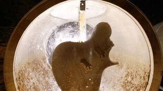 Der Gitarrenkorpus schwamm zwei Jahre in einem Riesling.