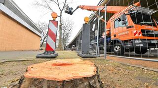 Nur noch jeweils ein Stumpf wird von den 14 Platanen entlang der Hochstraße Süd übrig bleiben. Die Rodung soll bis Freitagnachmittag beendet werden.