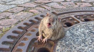 Quiekte in ihrer Not: die dicke Ratte aus Bensheim.