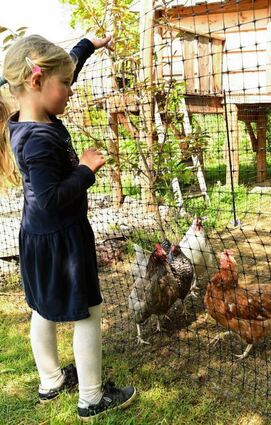 Amelie (Bild links) füttert die Miethühner im heimischen Garten. Für einen bestimmten Geldbetrag können sich Kindergärten, Altenheime oder Privatleute eine kleine Hühnergruppe in den Garten holen.