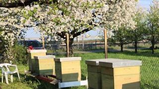 Markierungen für die Stöcke: Ein Tipp gegen Bienenklau.