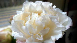 mid Groß-Gerau - Unnachahmliche Blüten-Pracht: Bei Rolls-Royce gedeiht die Phantom-Rose.