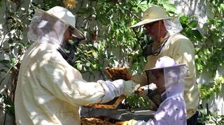 Familie Janke hält in ihrem Garten im Almenhof zwei Bienenvölker und stellt ihren eigenen Honig her. Hans Sobek (v.l) und Christoph Janke schauen nach den Bienen, Linus verfolgt jeden Schritt.