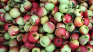 In vielen deutschen Städten bringt das Handelskonzept „Marktschwärmerei“ frische regionale Produkte an die Menschen.